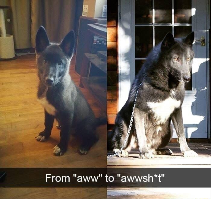 From aww to awwsht