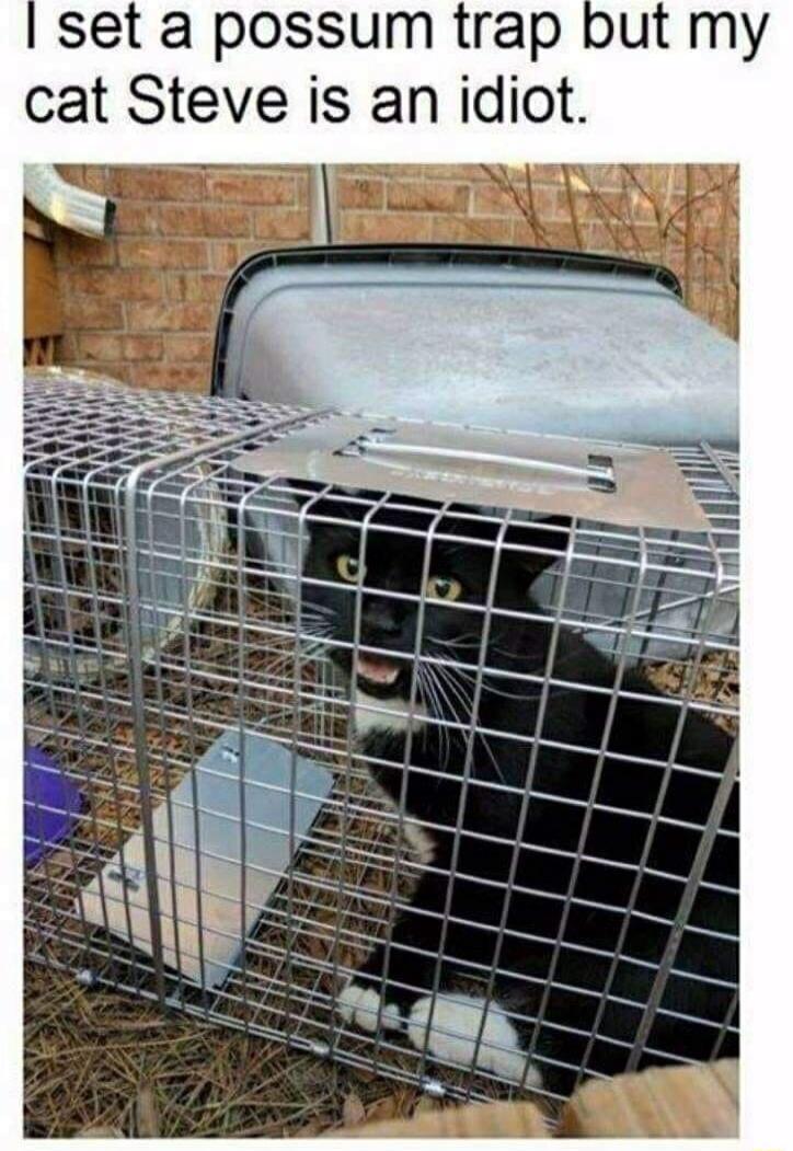 set a possum trap but my cat Steve is an idiot