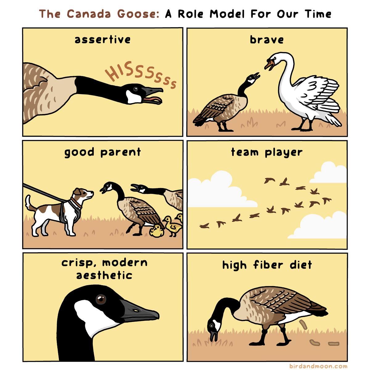 The Canada Goose A Role Model For Our Time assertive brave good parent crisp modern 2esthetic