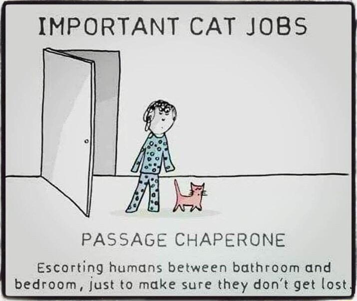 IMPORTANT CAT JOBS PASSAGE CHAPERONE Escorting humans between bathroom and bedroom just to make sure they dont get lost