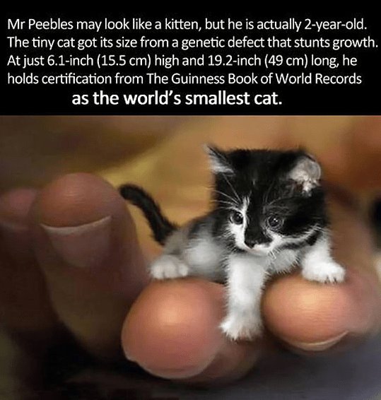 Mr Peebles may look like a kitten but he is actually 2 year old The tiny cat got its size from a genetic defect that stunts growth At just 61 inch 155 cm high and 192 inch 49 cm long he holds certification from The Guinness Book of World Records as the worlds smallest cat