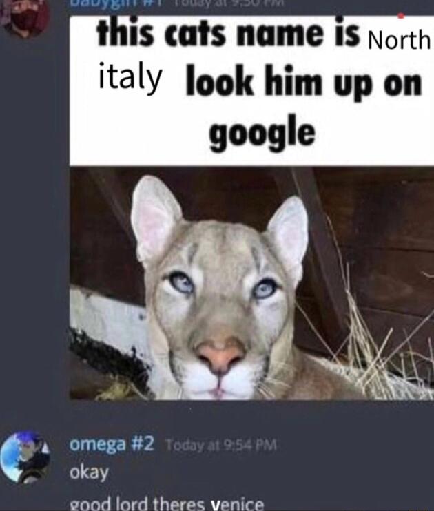 il gl cats name IS north italy look him up on google 4 Oomega 2 7 1537 eood lord there venice