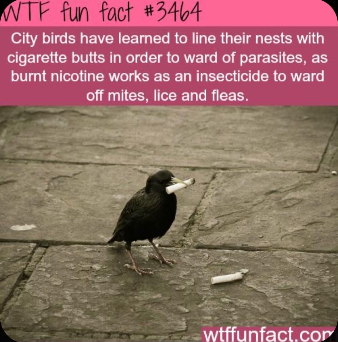 fun fact 3464 City birds have learned to line their nests with T ETCH CRN SR NG IR CRUE T Re B TE R CRREES bumnt nicotine works as an insecticide to ward