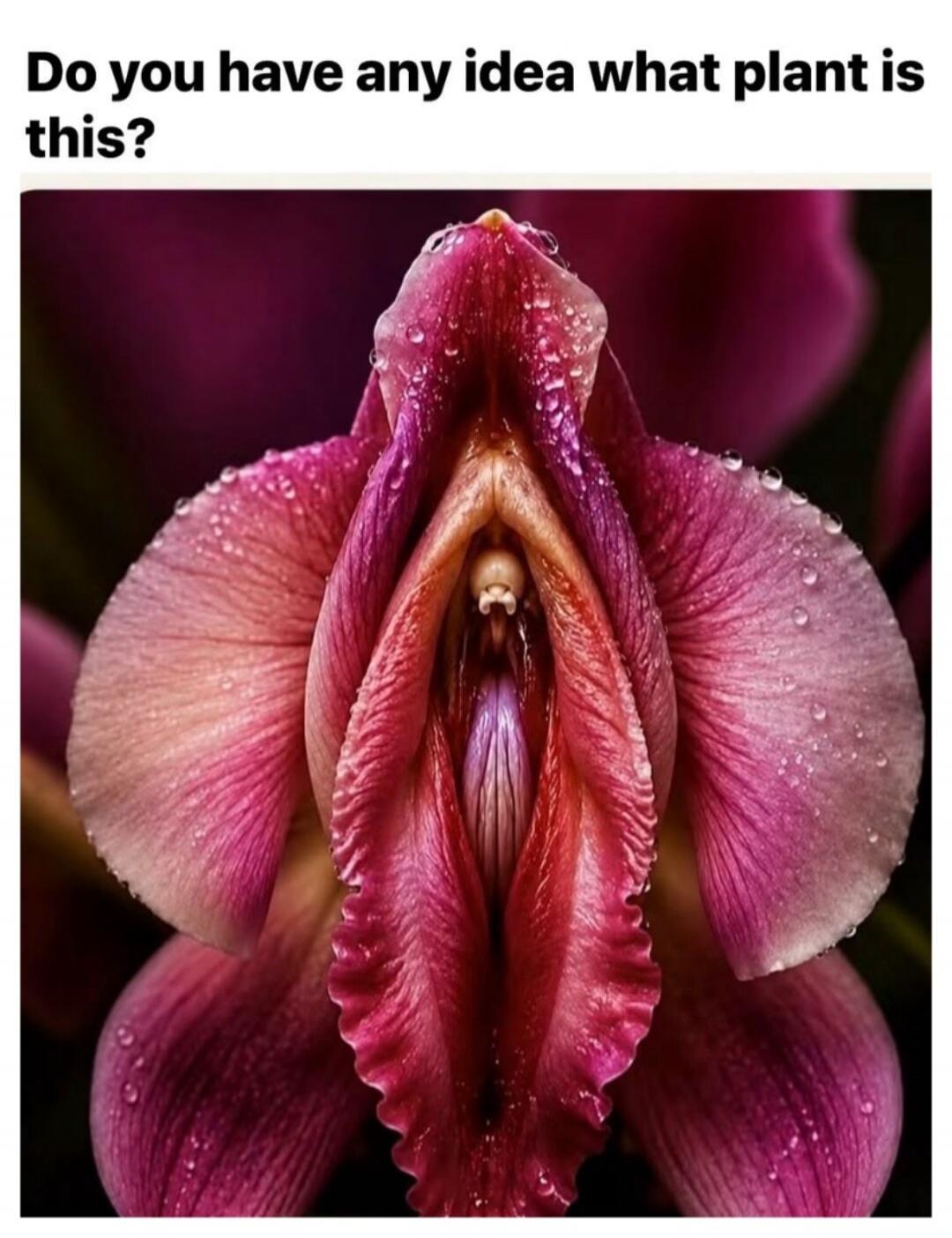 Do you have any idea what plant is this?