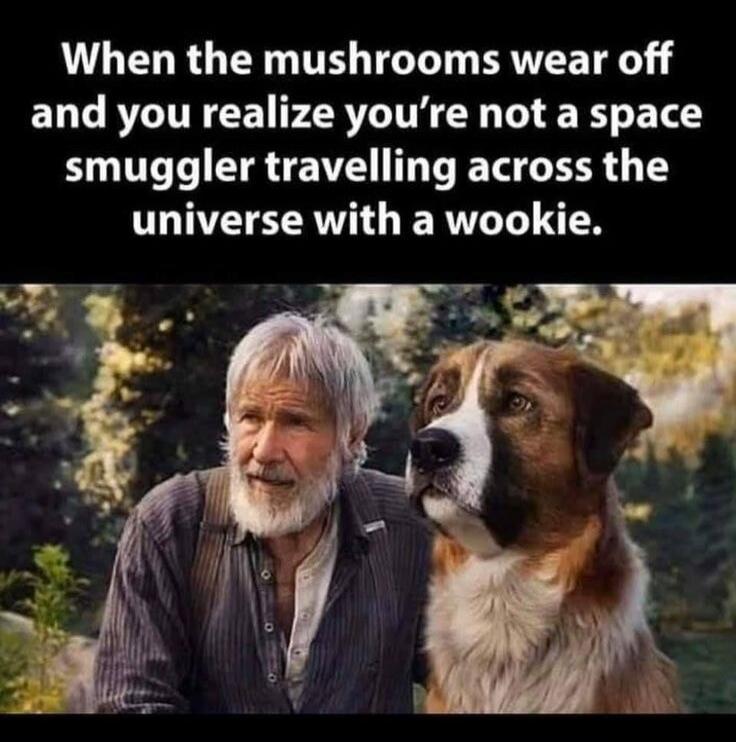When the mushrooms wear off and you realize you're not a space smuggler travelling across the universe with a wookie.