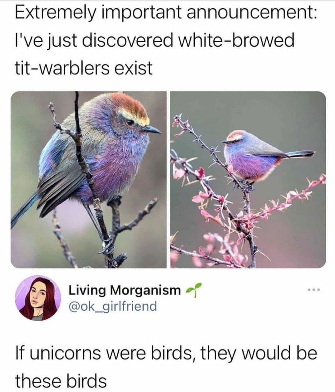 Extremely important announcement Ive just discovered white browed tit warblers exist Living Morganism ok_girlfriend 3 If unicorns were birds they would be these birds