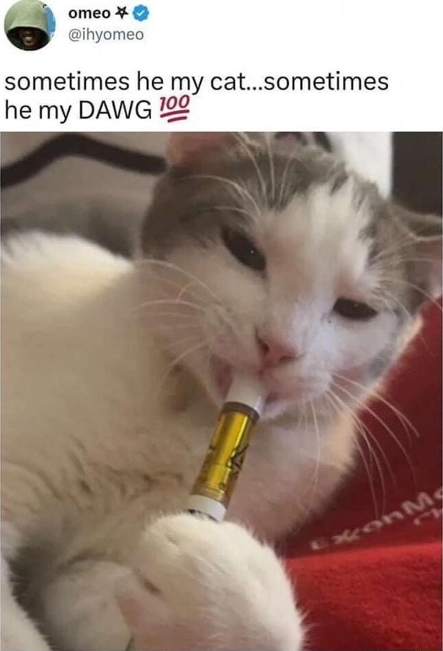 sometimes he my catsometimes he my DAWG 122