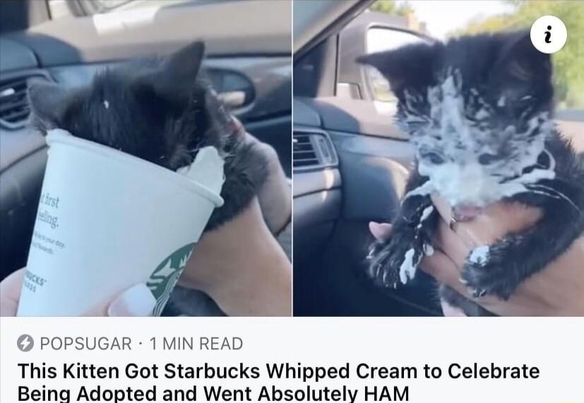 This Kitten Got Starbucks Whipped Cream to Celebrate Beina Adopted and Went Absolutely HAM