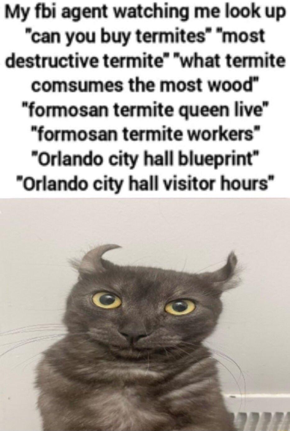 My fbi agent watching me look up can you buy termites most destructive termite what termite comsumes the most wood formosan termite queen live formosan termite workers Orlando city hall blueprint Orlando city hall visitor hours
