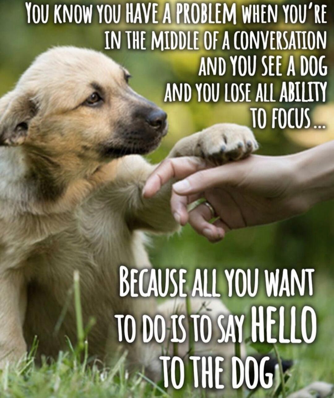 You know you have a problem when you're in the middle of a conversation and you see a dog and you lose all ability to focus... Because all you want to do is to say hello to the dog