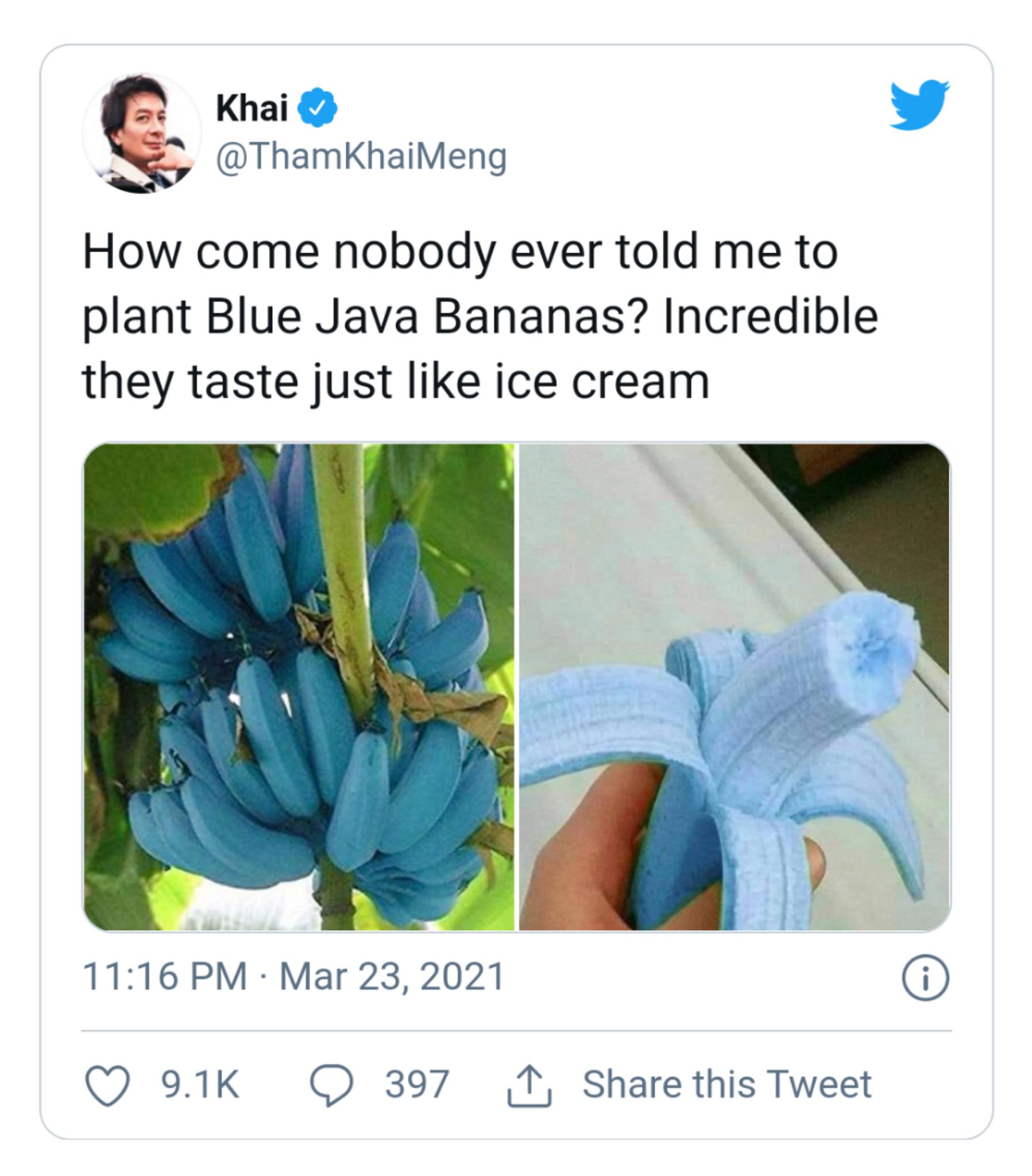 Khai ThamKhaiMeng How come nobody ever told me to plant Blue Java Bananas Incredible they taste just like ice cream 1116 PM Mar 23 2021 O 91K O 397 T Share this Tweet