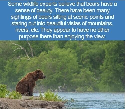 WTF fun fact B03I Some wildiife experts believe that bears have a sense of beauty There have been many sightings of bears sitting at scenic points and staring out into beautiful vistas of mountains rivers etc They appear to have no other purpose there than enjoying the view R i witffunfactcom