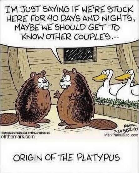 I'm just saying if we're stuck here for 40 days and nights, maybe we should get to know other couples...\nOrigin of the Platypus