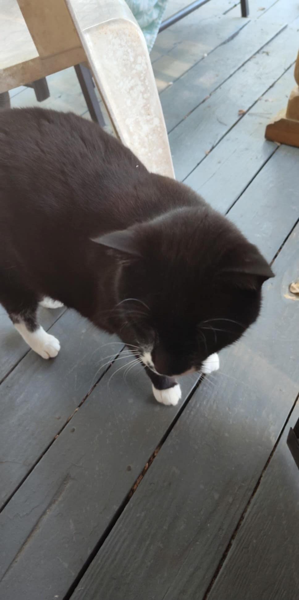 Black cat with white paws on a wooden porch.