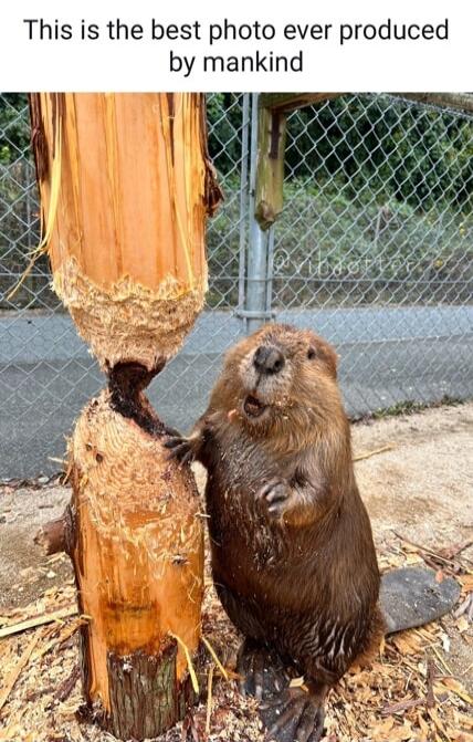 This is the best photo ever produced by mankind