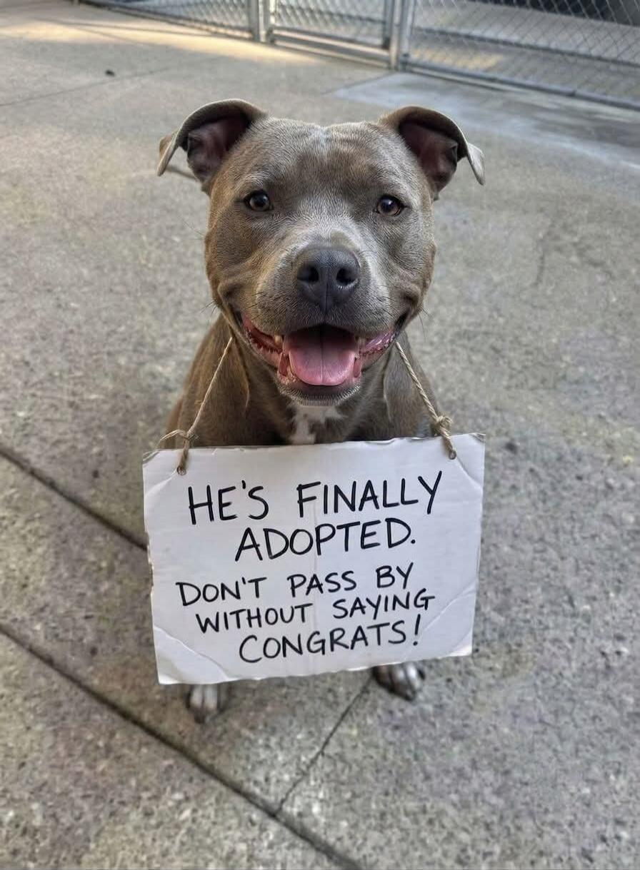 HE'S FINALLY ADOPTED. DON'T PASS BY WITHOUT SAYING CONGRATS!