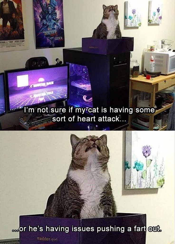 Im not sure if my cat is having som j ECLEIEER N ET O Mor hes having issues pushing a fartfout