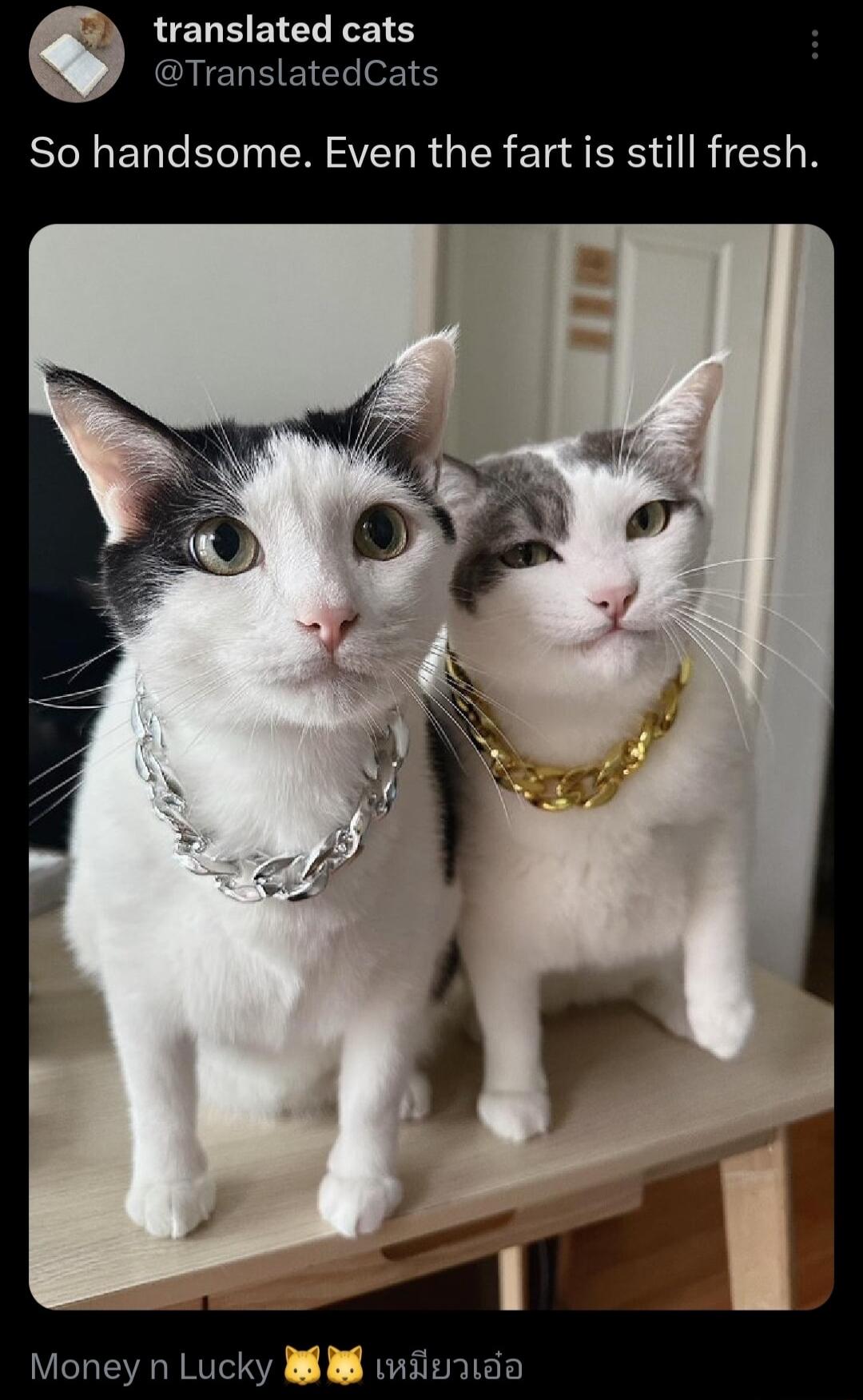 LELBEIEL TS DTrar tedCats So handsome Even the fart is still fresh oney n Lu