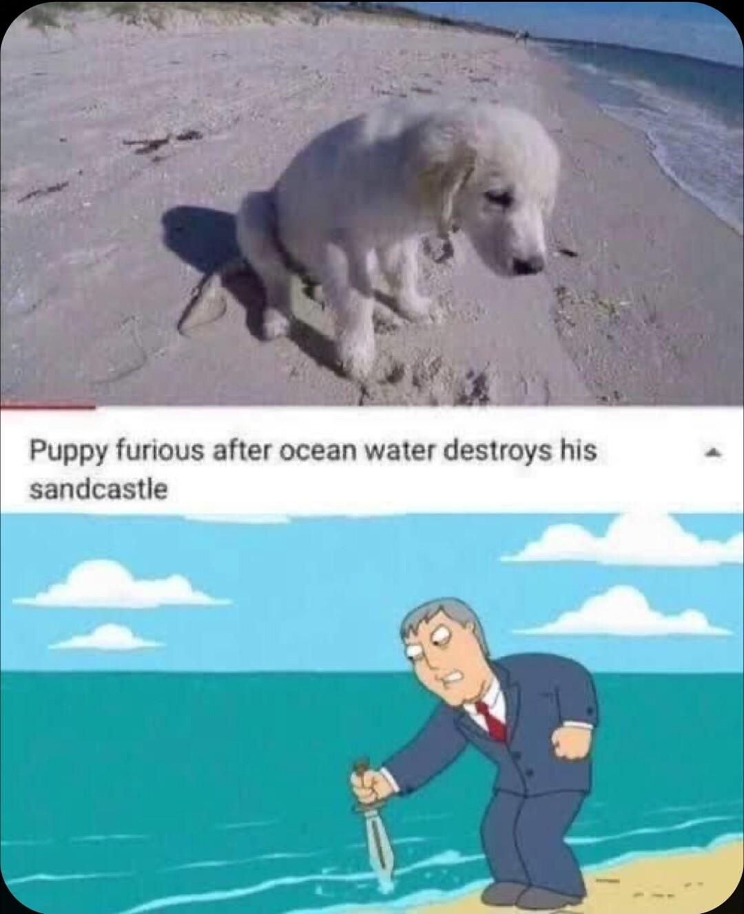 Puppy furious after ocean water destroys his sandcastle