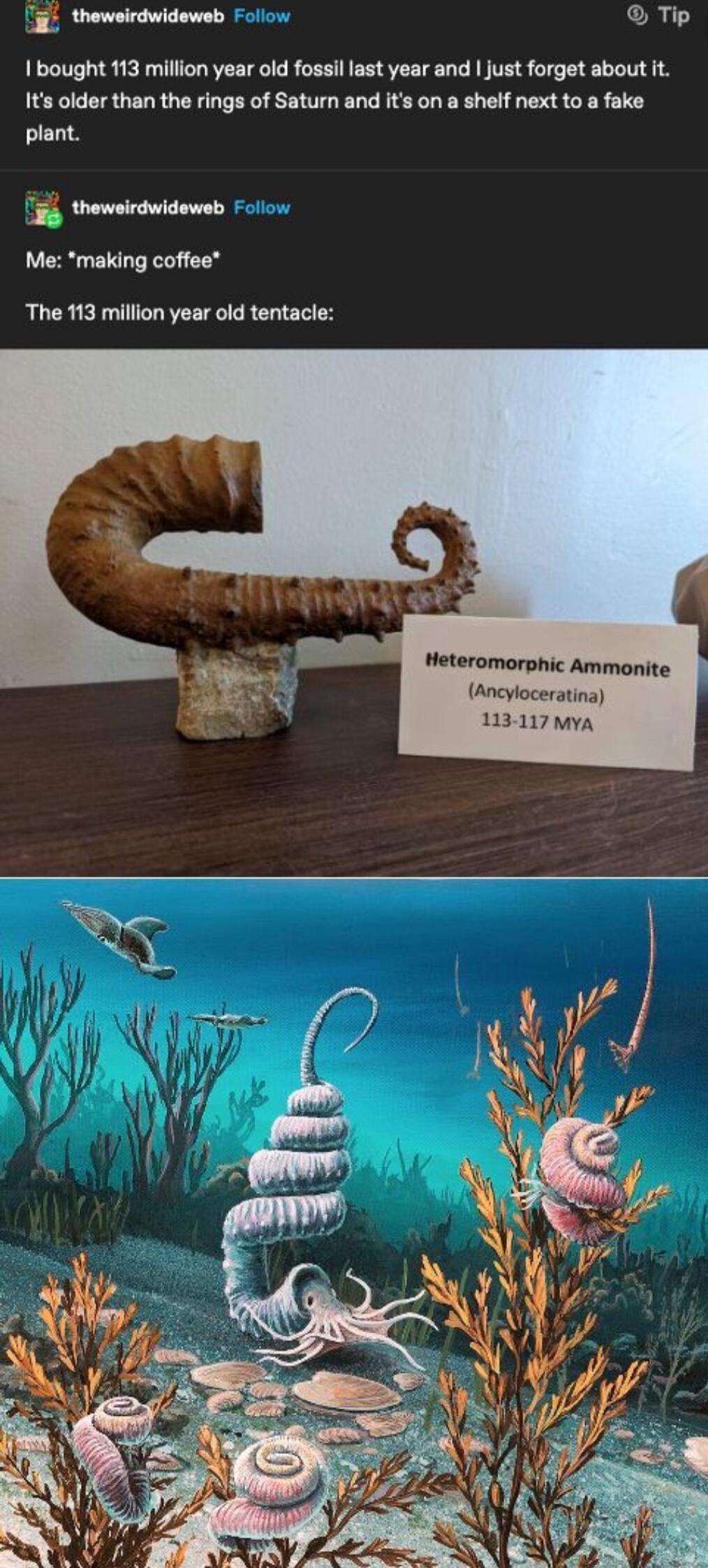 thewsirdwideweb 1 bought 113 million 1ts older than the rings of Saturn and it on a shelf next to a fake plant R r Me making coffee The 113 million year old tentacie Heteromorphic Ammonite Ancyloceratin 113 117 Mya