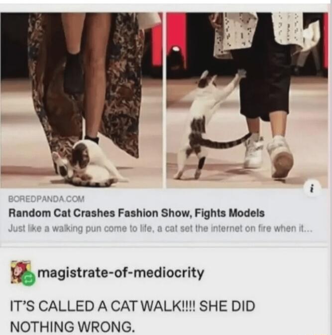 IJ L 9 Random Cat Crashes Fashion Show Fights Models magistrate of mediocrity ITS CALLED A CAT WALK SHE DID NOTHING WRONG