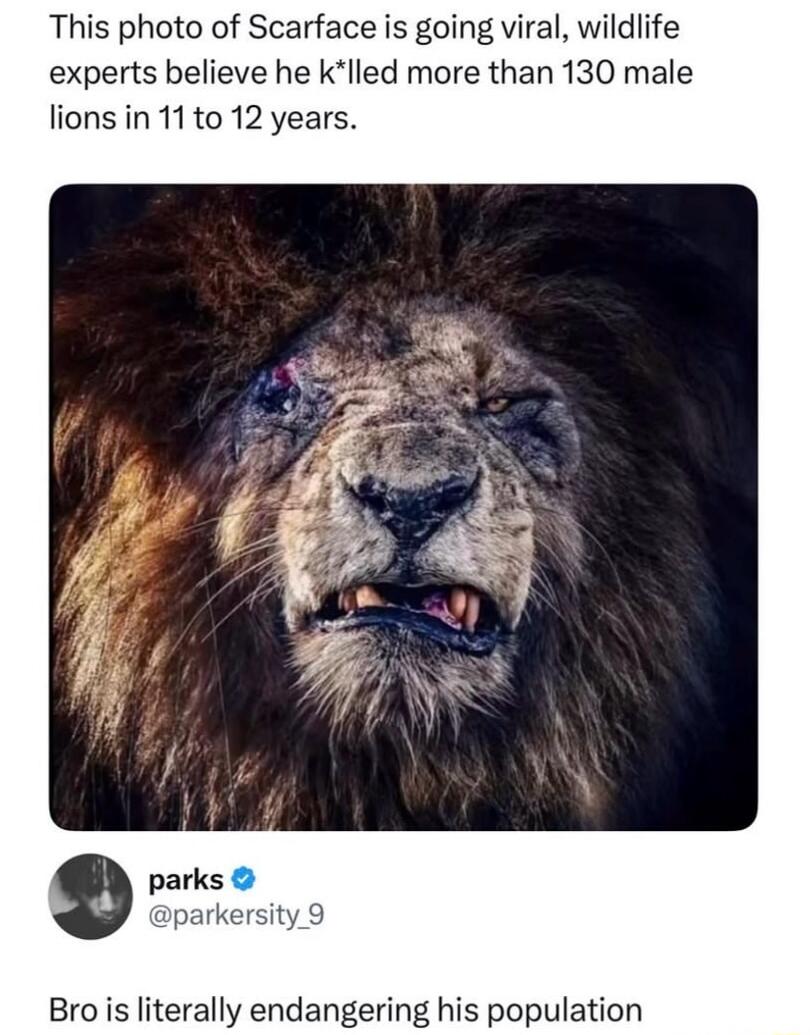This photo of Scarface is going viral, wildlife experts believe he k*lled more than 130 male lions in 11 to 12 years. parks @parkersity_9 Bro is literally endangering his population