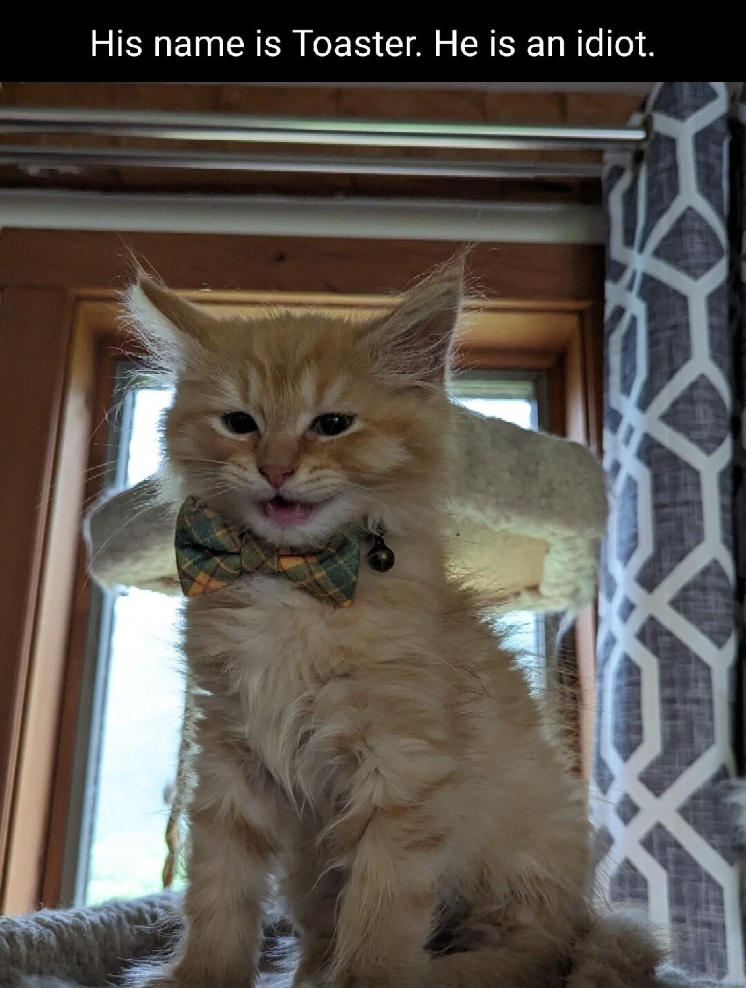 His name is Toaster He is an idiot