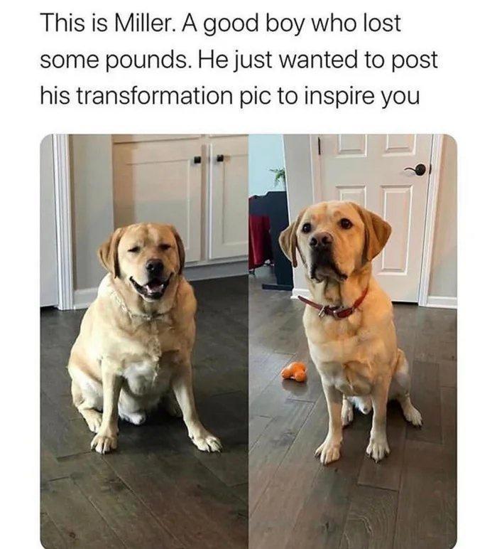 This is Miller A good boy who lost some pounds He just wanted to post his transformation pic to inspire you