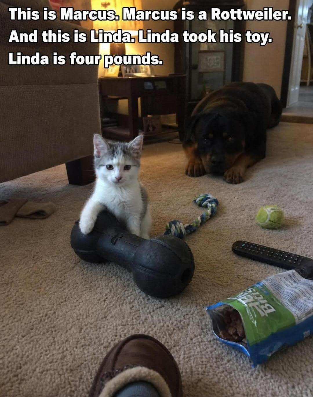 This is Marcus. Marcus is a Rottweiler. And this is Linda. Linda took his toy. Linda is four pounds.