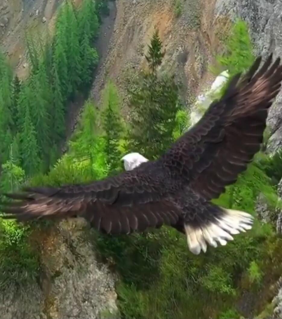 A large bird of prey (eagle) flying over forested mountains.