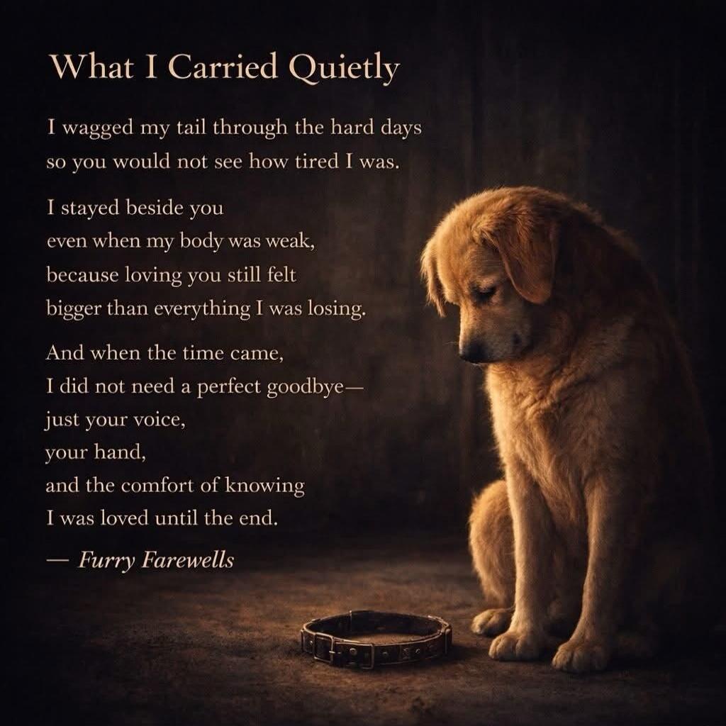 What I Carried Quietly. I wagged my tail through the hard days so you would not see how tired I was. I stayed beside you even when my body was weak, because loving you still felt bigger than everything I was losing. And when the time came, I did not need a perfect goodbye—just your voice, your hand, and the comfort of knowing I was loved until the 
