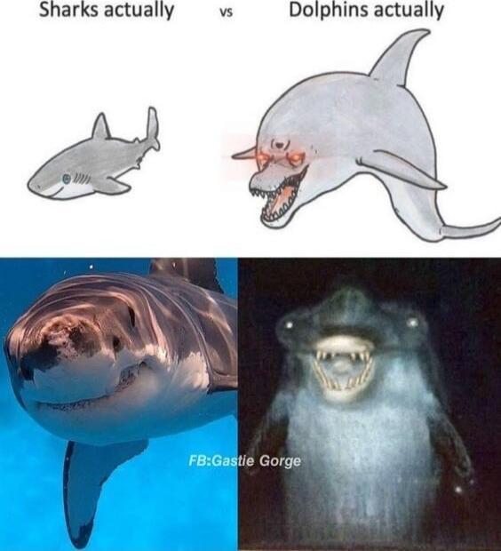 Sharks actually v Dolphins actually v