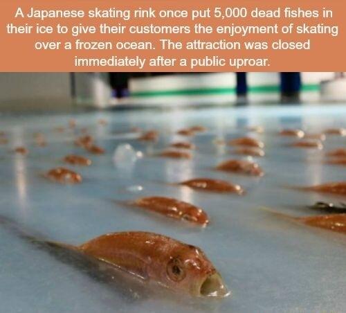 A Japanese skating rink once put 5000 dead fishes in their ice to give their customers the enjoyment of skating over a frozen ocean The attraction was closed immediately after a public uproar