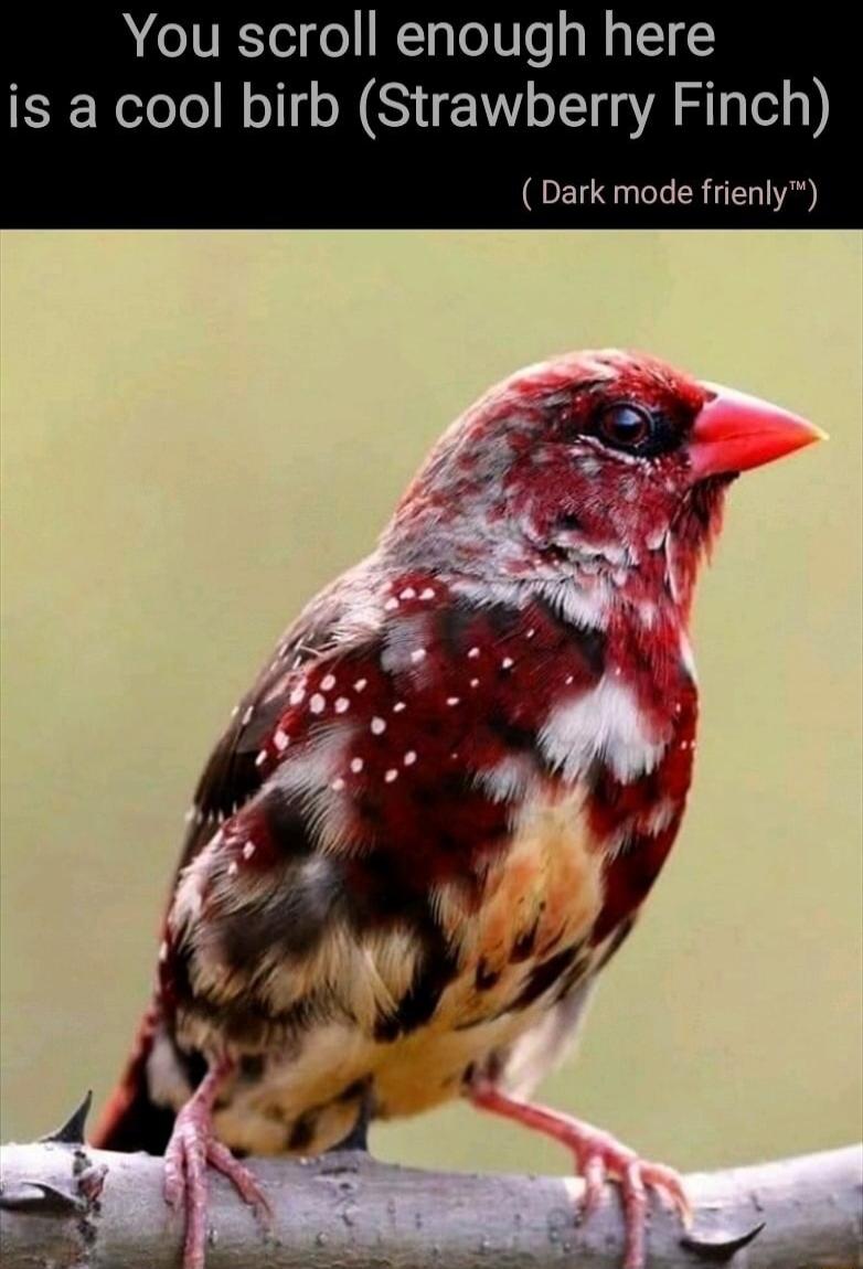 You scroll enough here is a cool birb Strawberry Finch Dark mode frienly