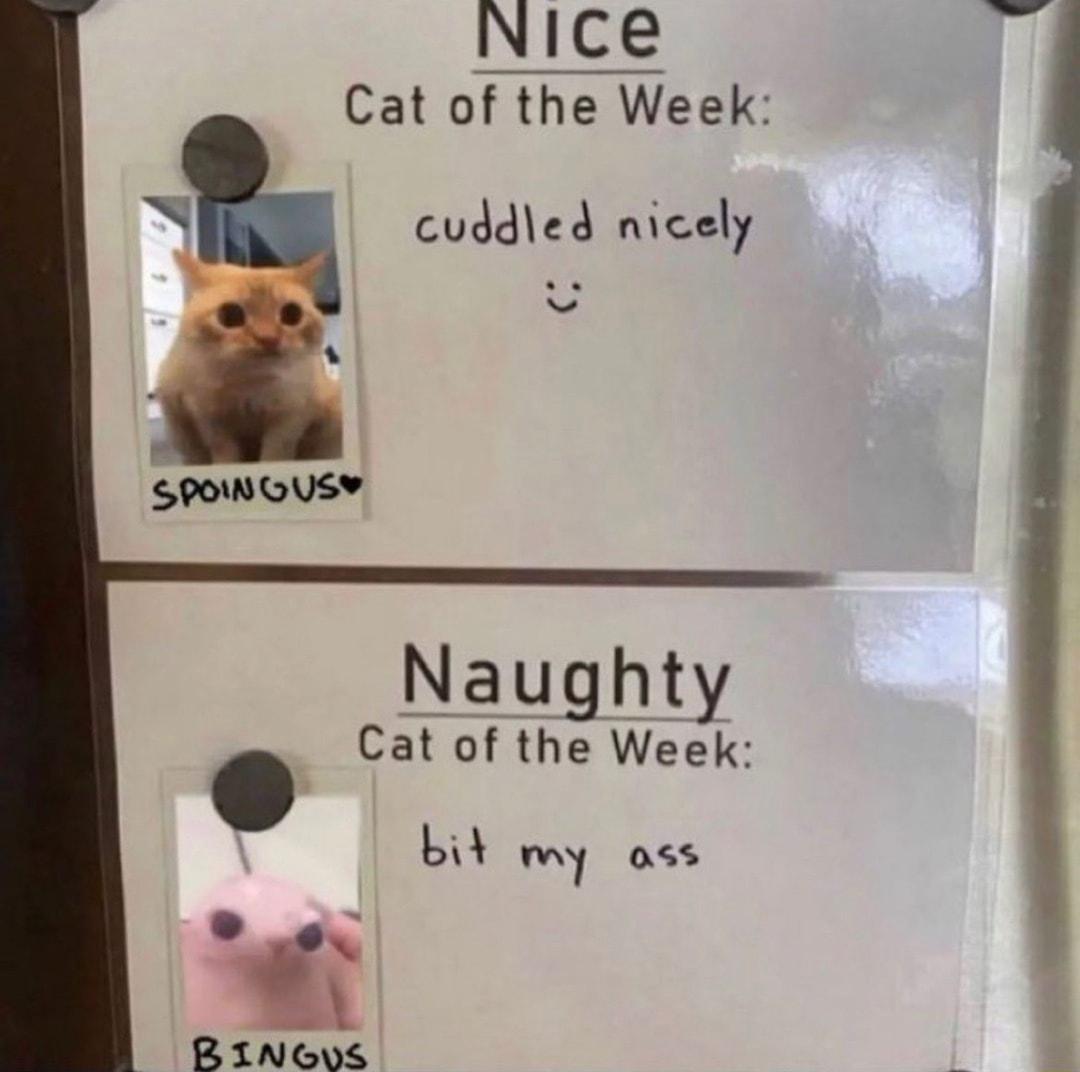 Nice Cat of the Week cuddled nicely cNaughty at of the Week e Bid mmy oss
