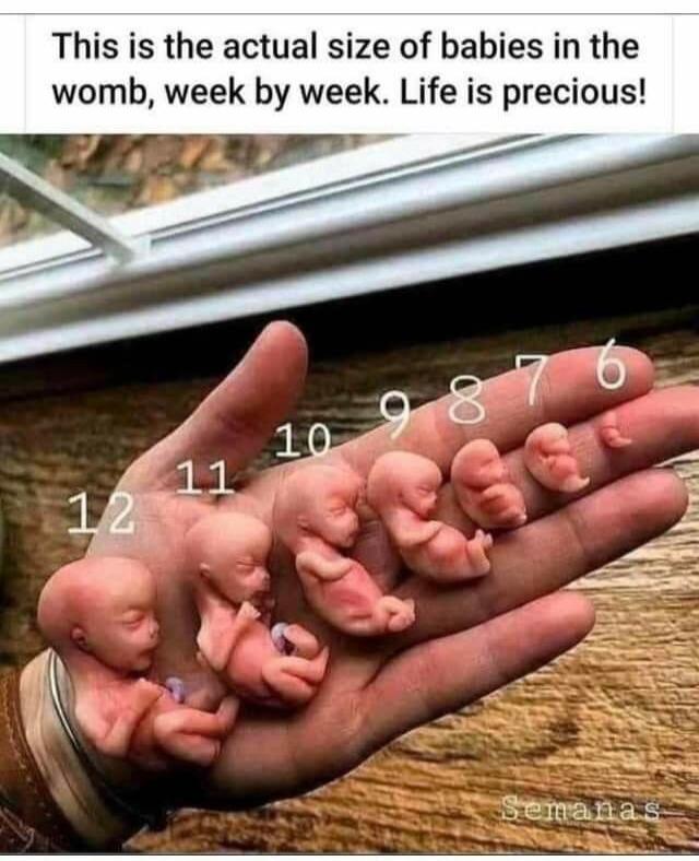 This is the actual size of babies in the womb, week by week. Life is precious!