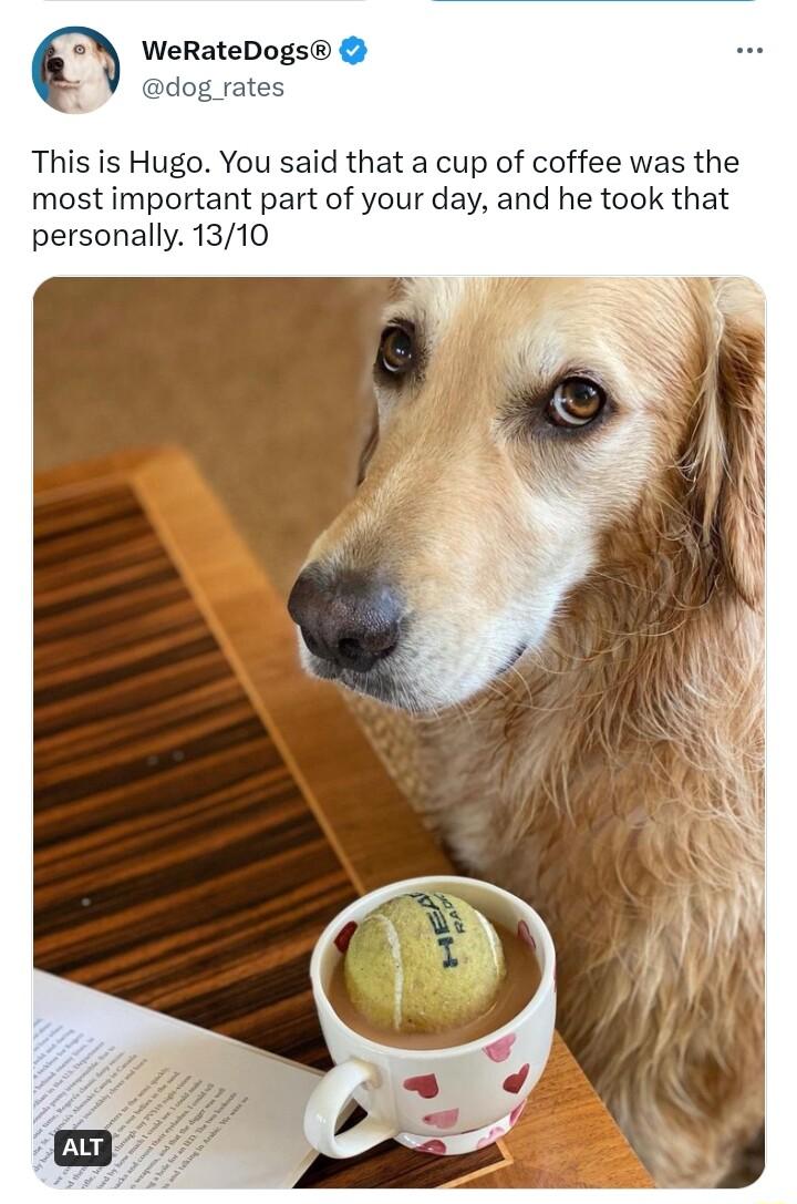 WeRateDogs This is Hugo You said that a cup of coffee was the most important part of your day and he took that personally 1310