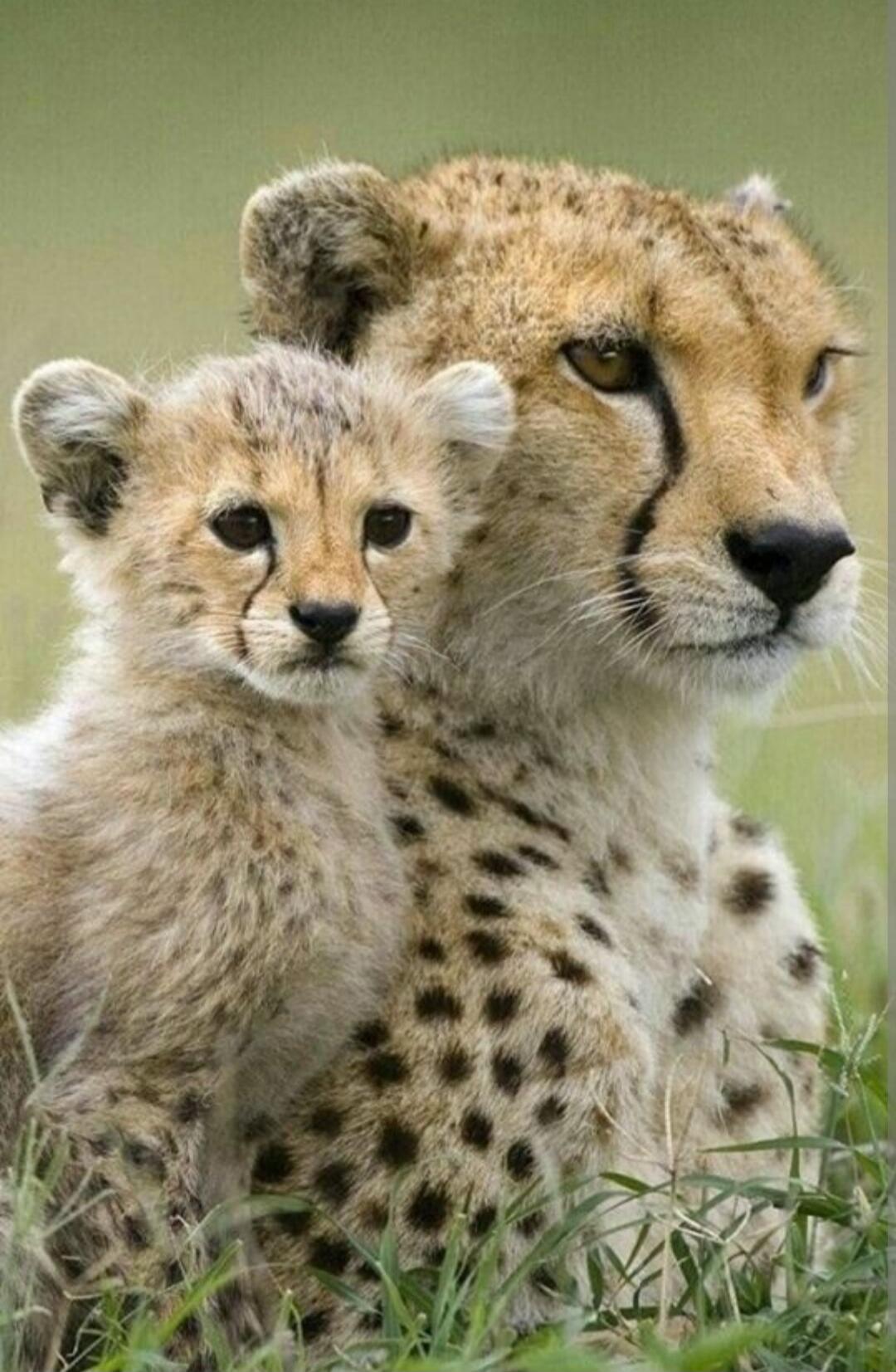 A cheetah cub beside an adult cheetah.