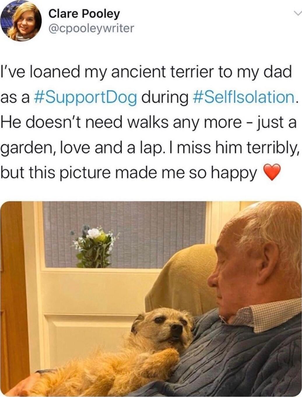 Clare Pooley cpooleywriter Ive loaned my ancient terrier to my dad as a SupportDog during Selflsolation He doesnt need walks any more just a garden love and a lap miss him terribly but this picture made me so happy