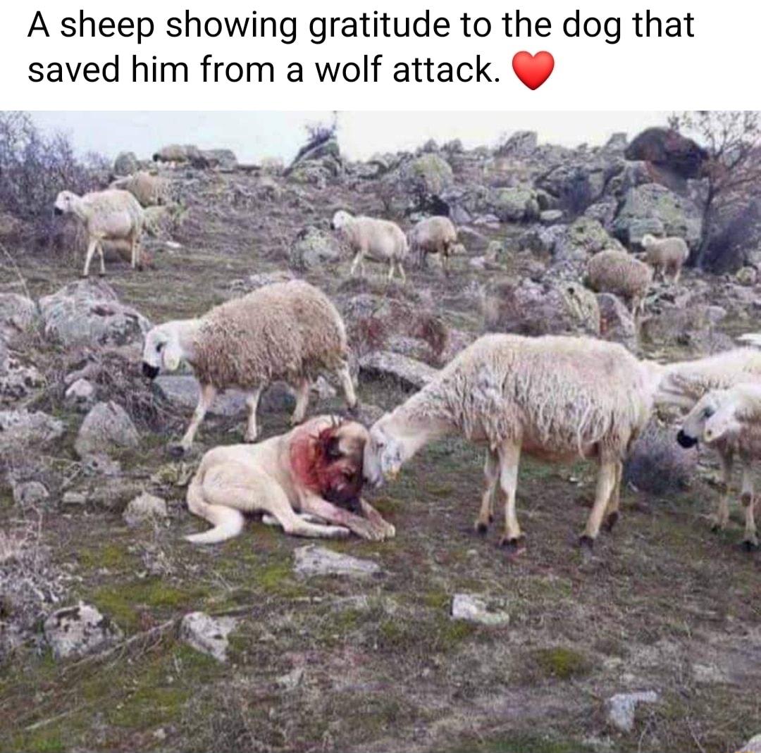 A sheep showing gratitude to the dog that saved him from a wolf attack
