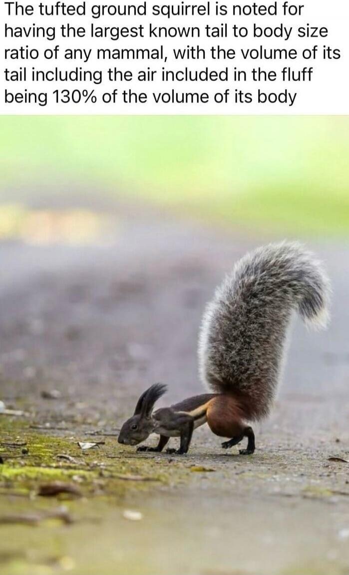 The tufted ground squirrel is noted for having the largest known tail to body size ratio of any mammal, with the volume of its tail including the air included in the fluff being 130% of the volume of its body