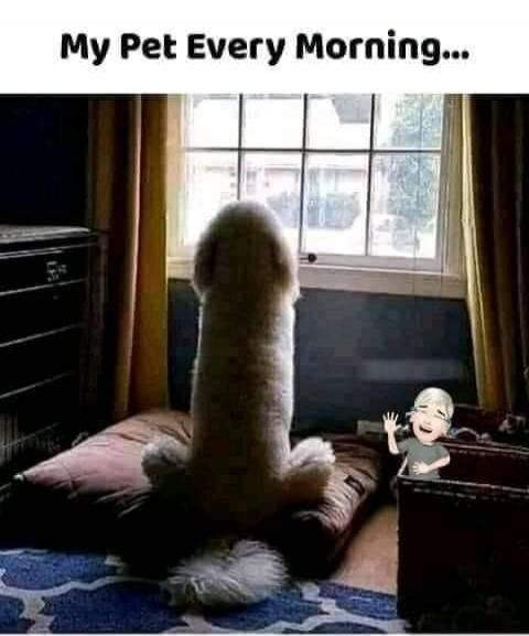 My Pet Every Morning...