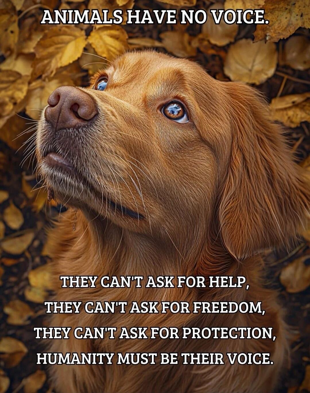ANIMALS HAVE NO VOICE.
THEY CAN'T ASK FOR HELP, THEY CAN'T ASK FOR FREEDOM, THEY CAN'T ASK FOR PROTECTION, HUMANITY MUST BE THEIR VOICE.