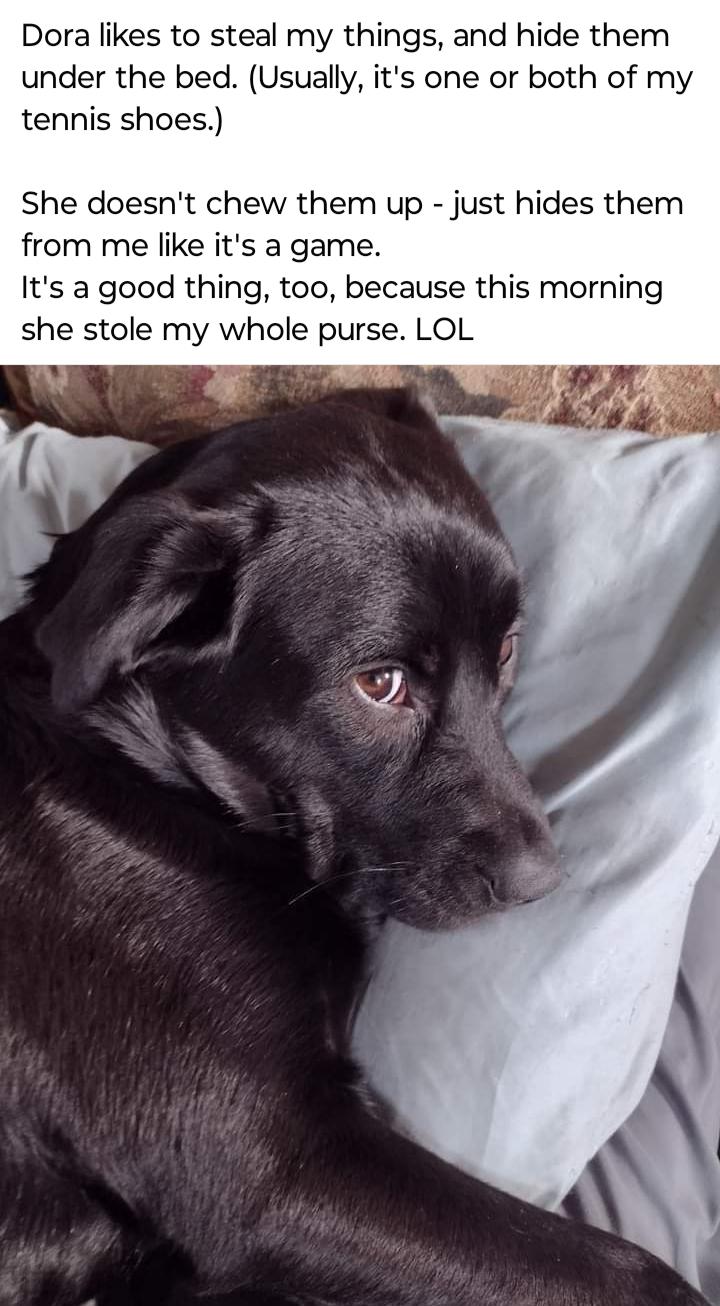 Dora likes to steal my things and hide them under the bed Usually its one or both of my tennis shoes She doesnt chew them up just hides them from me like its a game Its a good thing too because this morning she stole my whole purse LOL