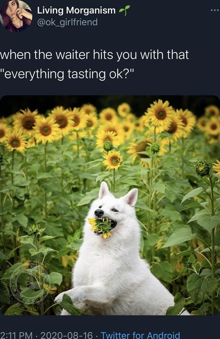 RVLTRVITELTET ey kl ok_girlfriend when the waiter hits you with that everything tasting ok 211 PM 2020 08 16 Twitter for Android