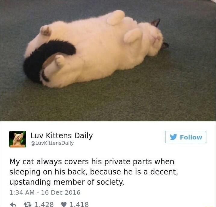 My cat always covers his private parts when sleeping on his back because he is a decent upstanding member of society 134 AM 16 Dec 2016