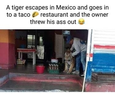A tiger escapes in Mexico and goes in to a taco restaurant and the owner threw his ass out 2 Jorge Brightside En Hidalgo un tigre de bengala se escap se meti6 a un puesto de tacos Y el taquero con los huevos mds grandes que los de rambo lo agarro del pescuezo y lo saco de su puesto Ay Mxico nunca dejas de sorprenderme
