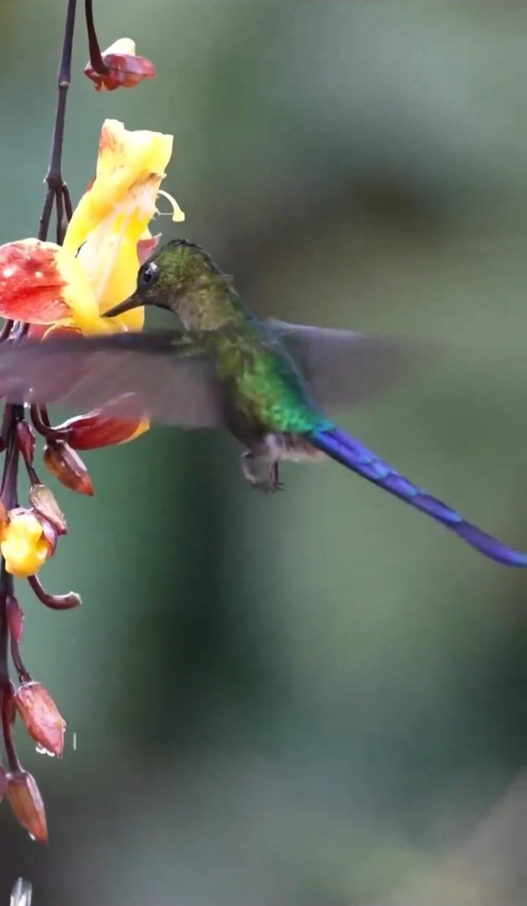 Hummingbird feeding on colorful flowers.