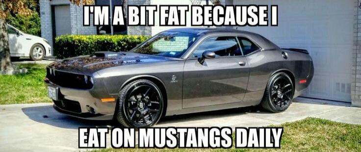 I'M A BIT FAT BECAUSE I EAT ON MUSTANGS DAILY