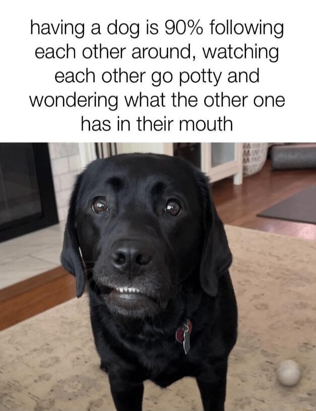having a dog is 90% following each other around, watching each other go potty and wondering what the other one has in their mouth